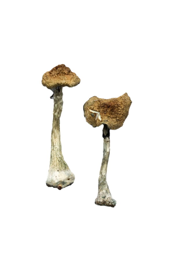 Buy A+ Magic Mushrooms Online | Magic Mushrooms Dispensary