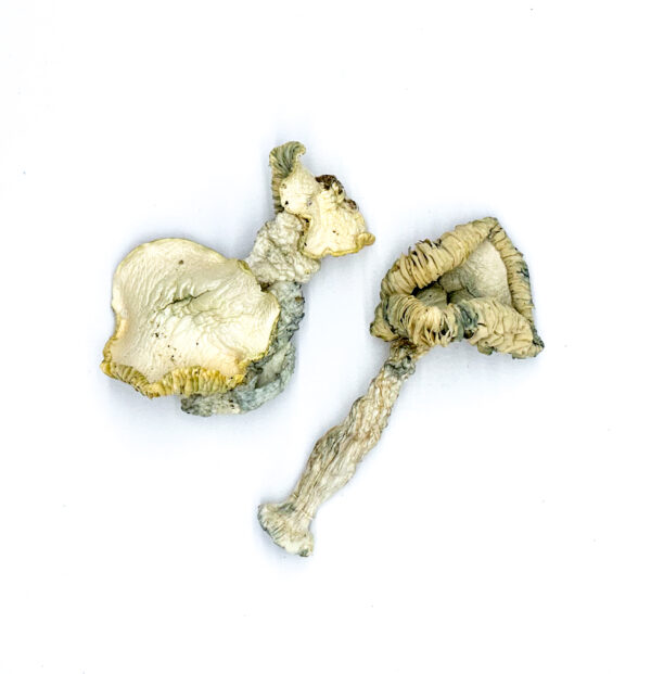 Buy Albino Huautla Magic Mushrooms Online | Magic Mushrooms Dispensary