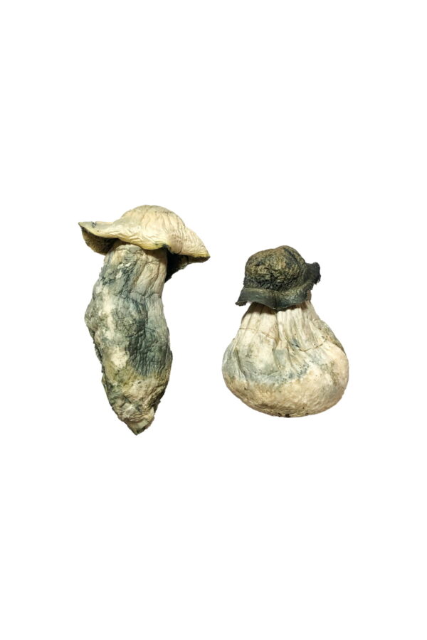 Buy Albino Penis Envy Magic Mushrooms Online | Magic Mushrooms Dispensary
