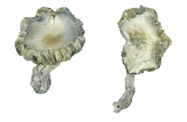 Buy Albino Roller-Coaster Magic Mushrooms Online | Magic Mushrooms Dispensary