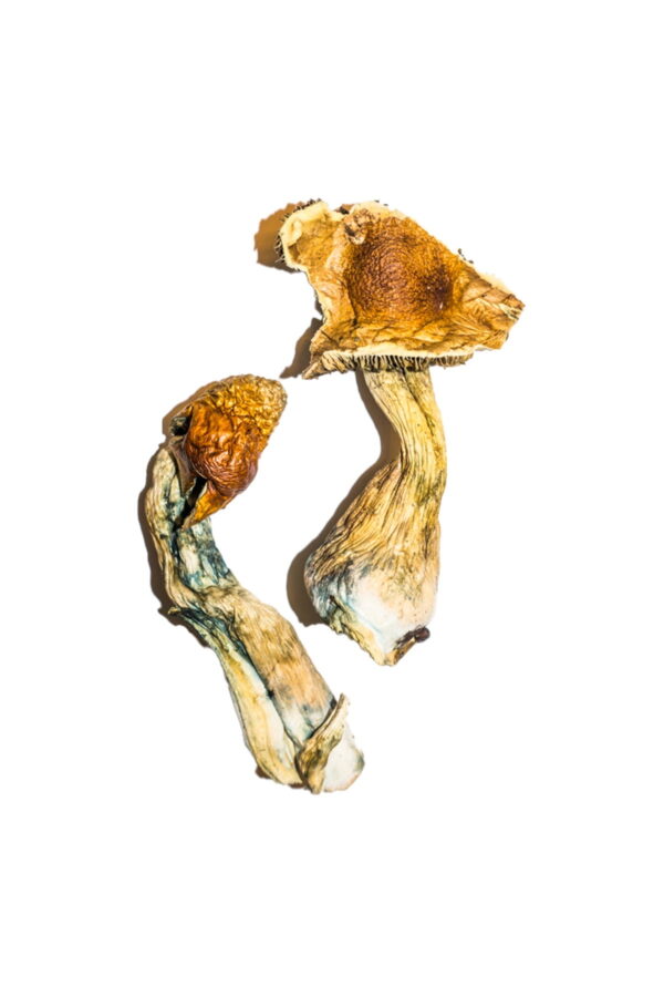 Buy B+ Magic Mushrooms Online | Magic Mushrooms Dispensary