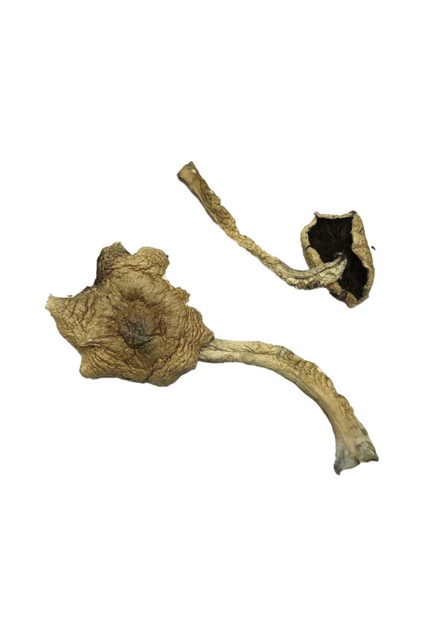Buy Bayou Magic Mushrooms Online | Magic Mushrooms Dispensary