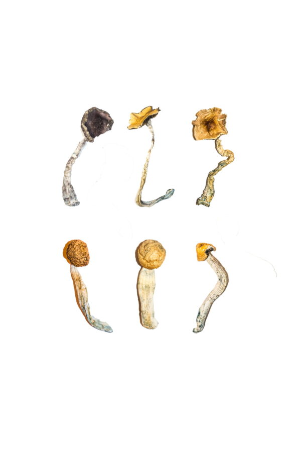 Buy Magic Mushroom Sampler Kit / Tasting Menu Online | Magic Mushrooms Dispensary