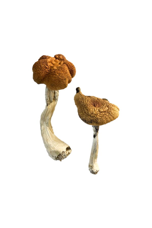 Buy Malaysian Magic Mushrooms Online | Magic Mushrooms Dispensary