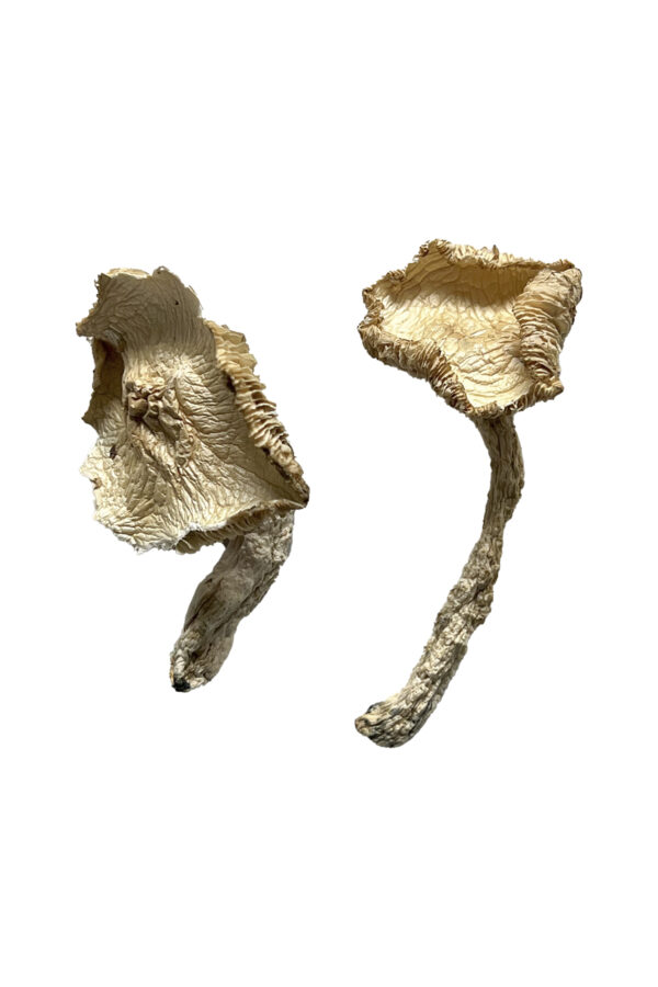 Buy Stakz Magic Mushrooms Online | Magic Mushrooms Dispensary